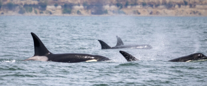 15 orcas socializing in Rosario Strait (T36’s, T65A’s and T99’s)