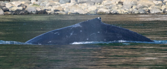 Biggs/Transient Orcas T46B1’s and T46C2 plus Humpback Whale BCY1137 “Crenel”