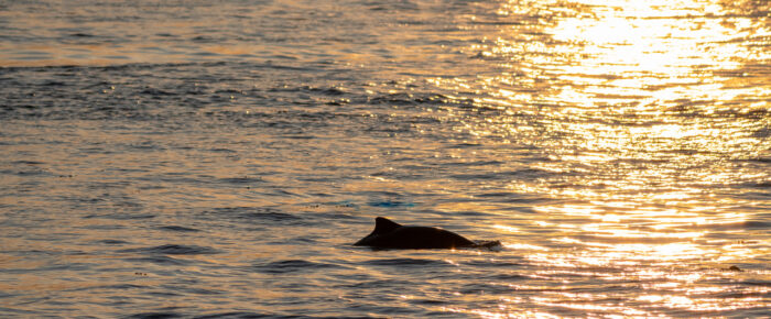 Evening sunset short sail