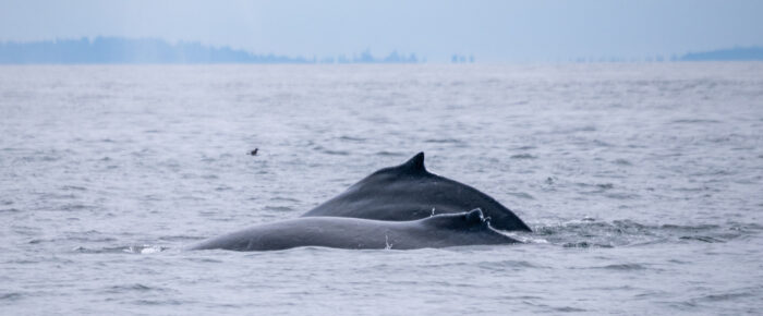 Humpback whale siblings BCX1057 “Divot” and BCZ0298 “Split Fin”