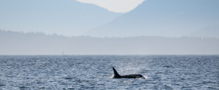 Sunset sail with views of Southern Resident J Pod Orcas