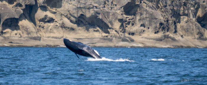 Southern Resident J Pod Orcas in Boundary Pass