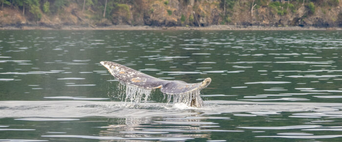 Gray Whale CRC2506 between Lopez and Blakely Islands