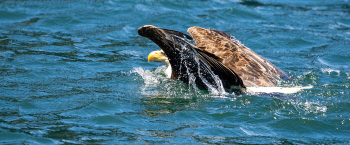 Full day sail around Orcas Island