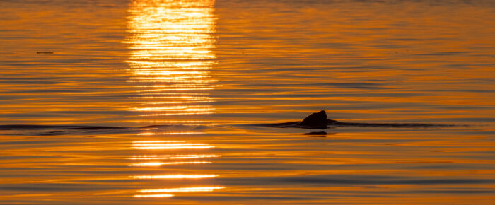 Sunset sail around Turn Island