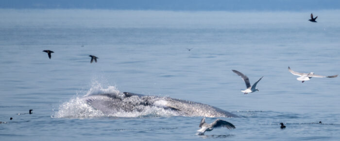 Minke whale and sea otter on Hein Bank and Southern Resident Orcas L12’s