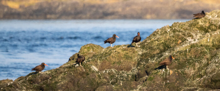 Sunset sail with eagles, seals, sea lions and more