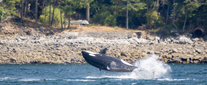 Biggs/Transient Orcas T65B’s in East Sound