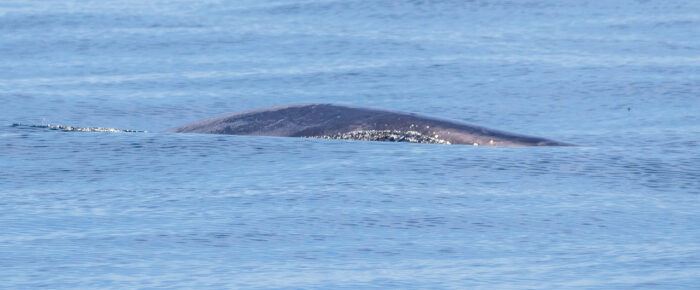 Orcas T36A’s and T37A’s by MacArthur Bank & two Minke Whales including possibly troubled Minke