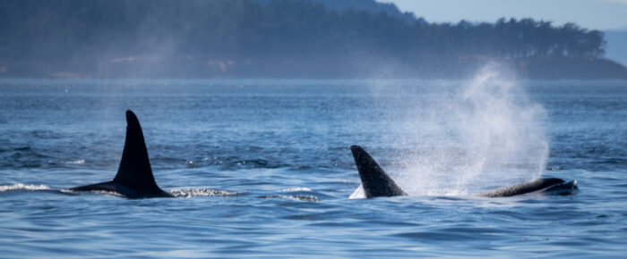 A whale of a sail with T49A’s, T65A’s, T65B’s, T77 with T77E