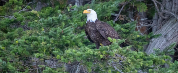 Harbor seals, bald eagles, river otters and a sunset