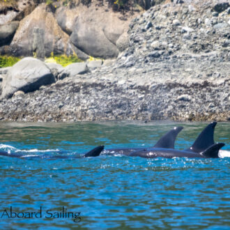 Biggs/Transient Orcas T36A’s in President Channel