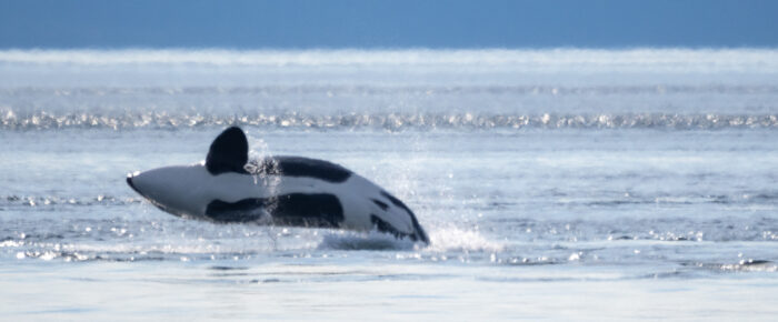 Biggs/Transient Orcas T34’s, T37’s and T65B’s near Skipjack Island