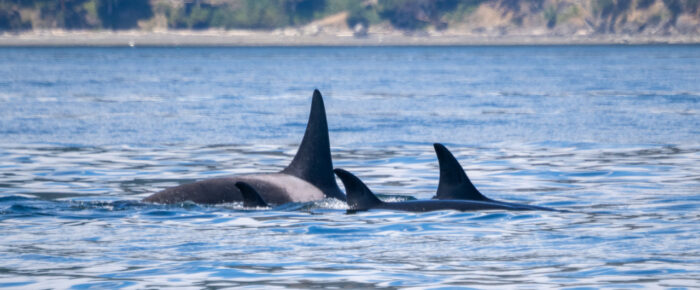 Biggs/Transient Orcas T65B’s inter-island