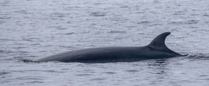 Minke Whale on Salmon Bank