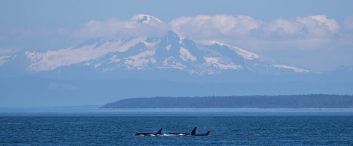 Around Stuart Island with views of Southern Resident Orcas from J pod & L12 subgroup