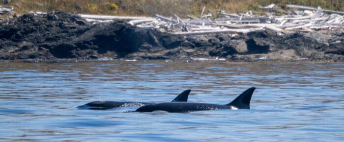 Biggs/Transient Orcas T34’s and T37’s on the Westside of San Juan Island