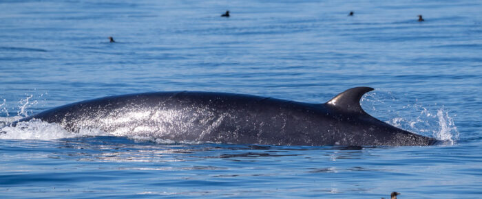 Multiple Minke Whales and a Pair of Humpback Whales (BCX1773 “Valiant” & BCX1640 “Bond”)