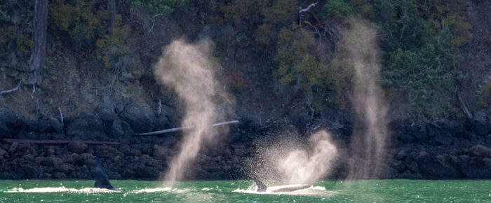 Biggs/Transient Orcas T137’s pass Friday Harbor and Minke Whales on Salmon Bank