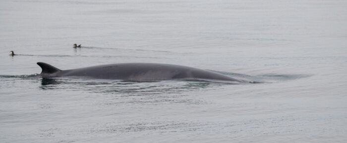 Minke Whale on Salmon Bank