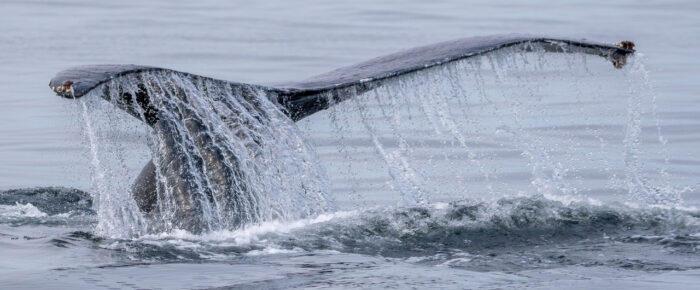 Humpback Whale BCY0409 “Yogi” near Clements Reef