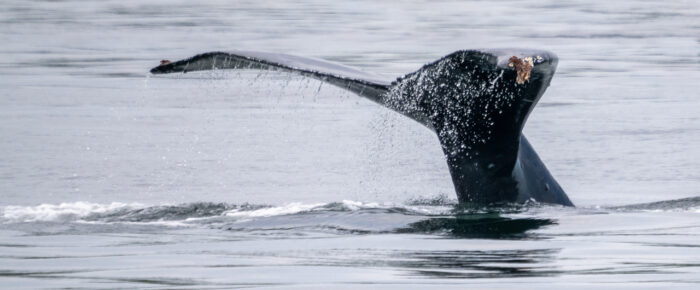 Humpback Whale BCY0409 “Yogi” by Sucia Island