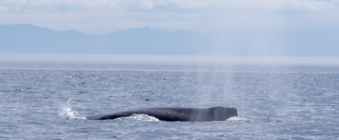 Humpback whales BCY0946 “Slits” and BCY1022 “Scratchy” plus a Minke Whale