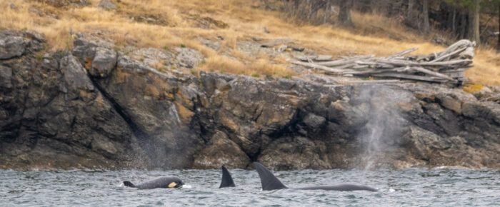 Biggs/Transient Orcas T37B’s pass Orcas Island Ferry Landing