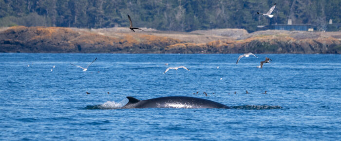 Minke Whale down South