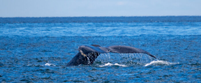 Humpback Whales BCX1057 “Divot” and BCY0458 “Raptor” near East Point