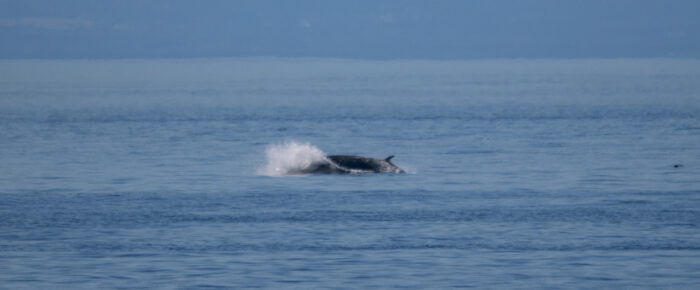 Biggs/Transient Orcas T18’s chase Minke Whale