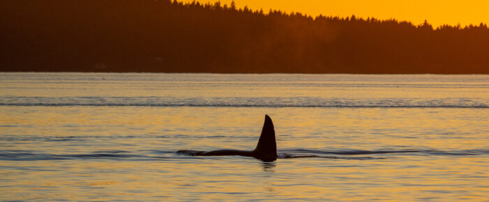 Sunset sail with Biggs/Transient Orcas T19 and T19B