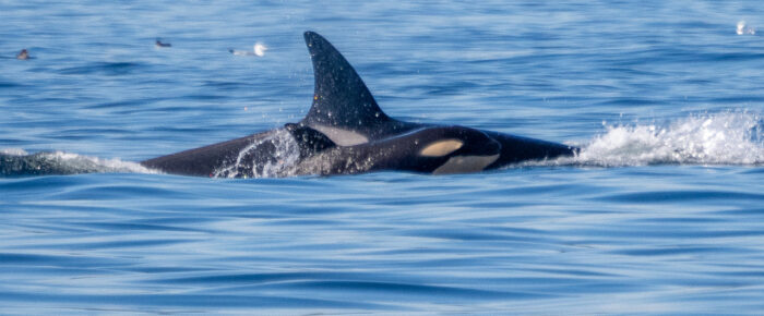 Minke whale on Salmon Bank and Orcas T77D and T75B’s with new calf