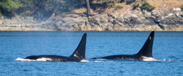 Biggs/Transient Orcas T101’s around Lopez Island to Burrows Bay