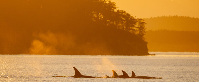 Incredible sunset sail with Biggs/Transient Orcas T36A’s and T46’s