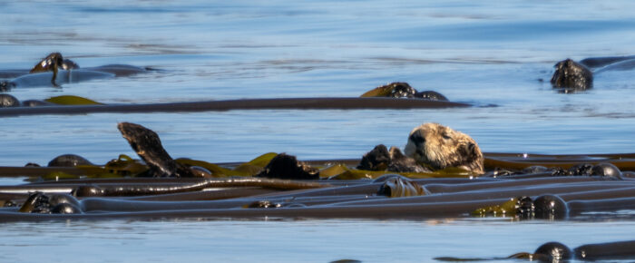 A sea otter, sea lions, seals, eagles & more