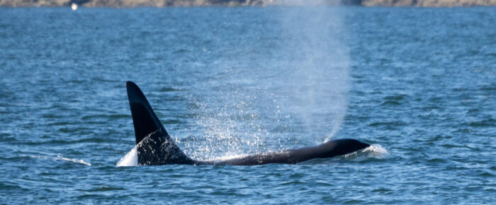 Biggs/Transient Orcas T101’s and a sail around Shaw Island