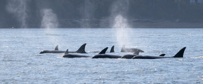 Epic Orca encounter with T34’s, T37’s, T36A’s & T46’s