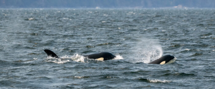 Biggs/Transient Orcas T36A’s in Windy, Choppy Seas in Rosario Strait