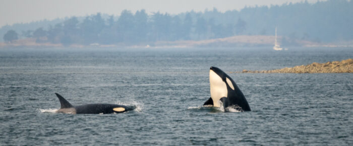 Biggs/Transient Orcas T75B’s with T77D hunting in Griffin Bay