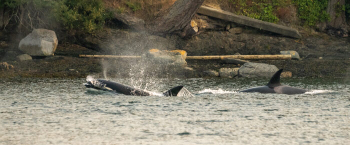 Sunset sail with Biggs/Transient Orcas T75B’s and T77D near San Juan Island