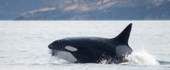 Biggs/Transient Orcas T60D and T60E followed by rest of the T60’s passing Friday Harbor