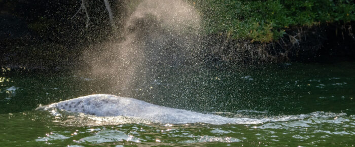 Young Gray Whale in Wasp Passage