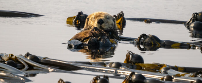 Sea otter, Sea lions, Harbor seals, Bald eagles and more