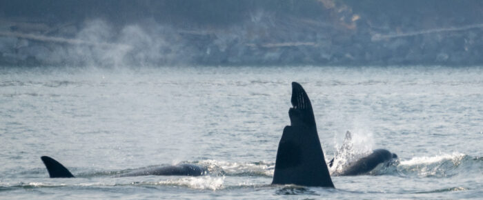 Biggs/Transient Orcas T65, T63 “Chainsaw”, T46C2, T38C, T38E and the T99’s near Cordova Bay