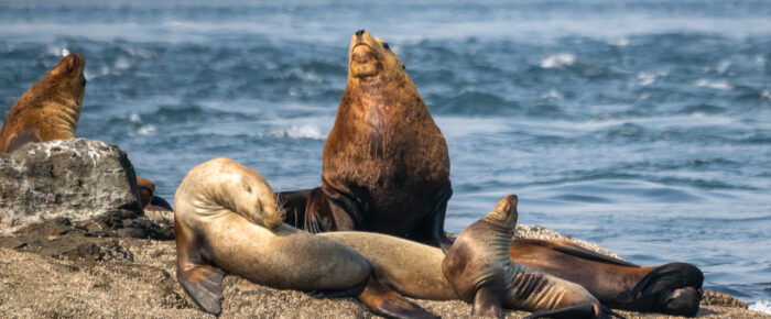 Sail to Iceberg Pt seeing sea lions, sea otter, seals, eagles and more