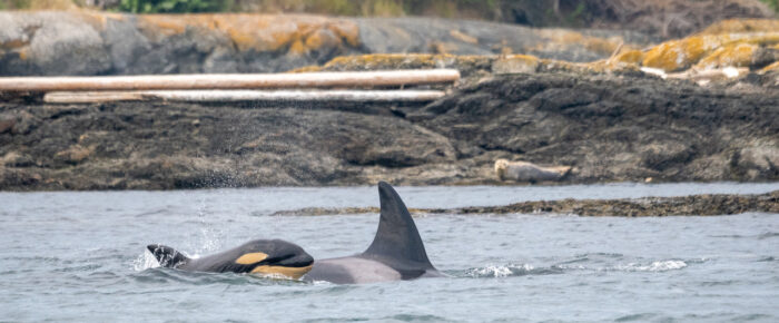 Biggs/Transient Orcas T75B’s with T77D pass Friday Harbor