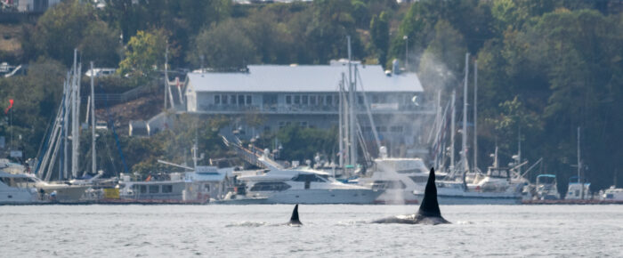 Biggs/Transient orcas T18 with T19C pass Friday Harbor