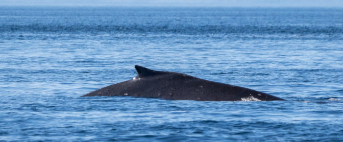 Humpback Whale BCZ0345 “Victory” on Salmon Bank