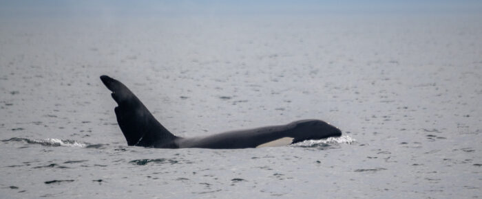 Biggs Orcas T65, T63 “Chainsaw” and T46C2 followed by Humpback Whale BCZ0345 “Victory”